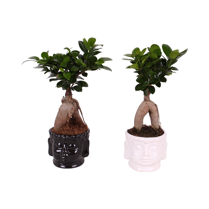 <h4>Ficus m. Ginseng pot ø09cm in ø11cm Buddha head Black/White</h4>