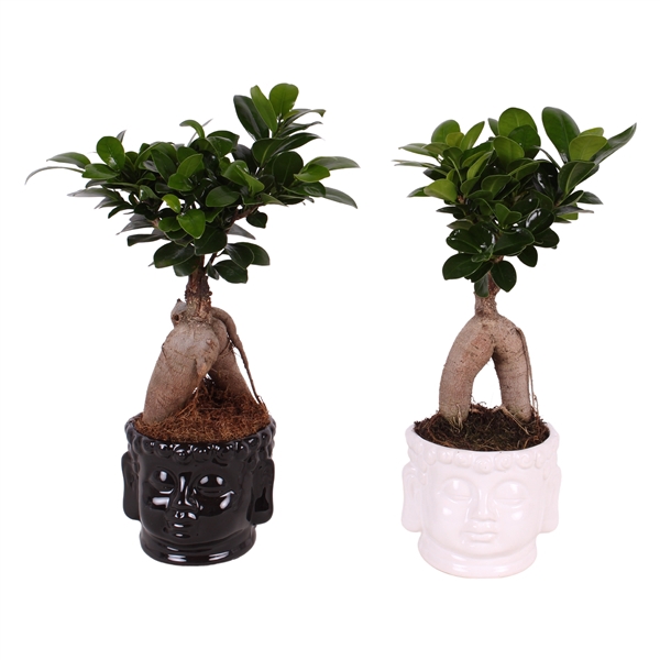 Ficus m. Ginseng pot ø09cm in ø11cm Buddha head Black/White