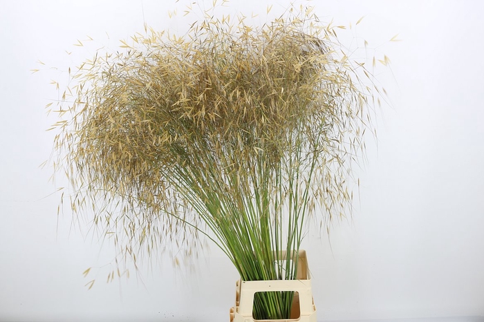 <h4>Siergr Stipa Gigantea</h4>