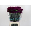 Dianthus St Florigene Moontea