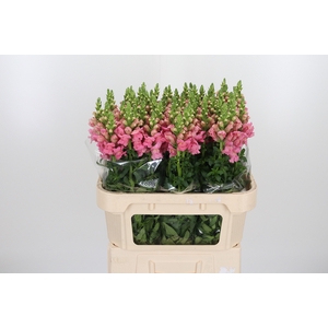 Antirrhinum Po Pink