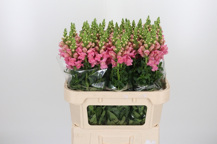 <h4>Antirrhinum Po Pink</h4>