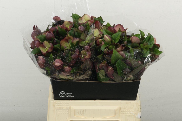 <h4>Hell Mammoth Pink</h4>