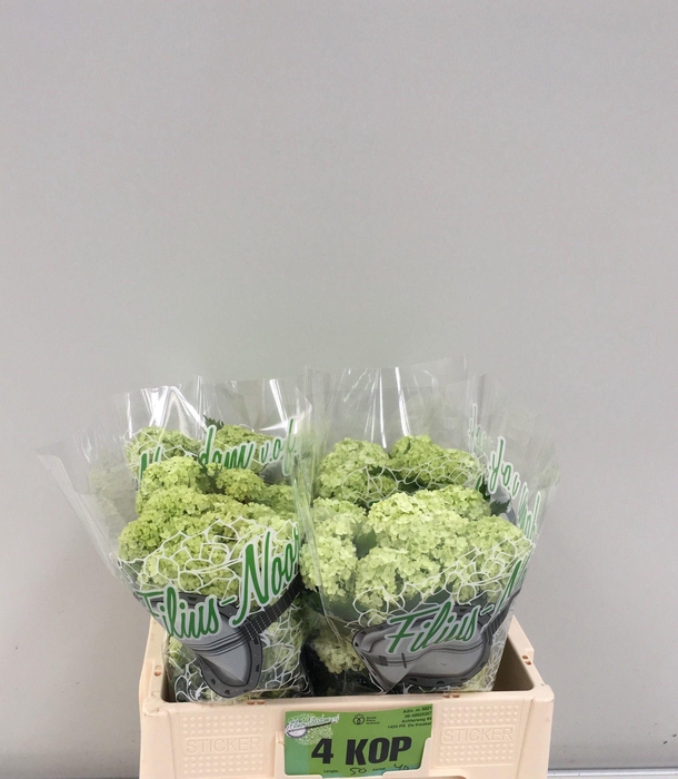 <h4>VIBURNUM ROSEUM ST</h4>