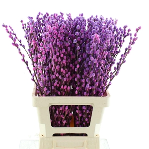 Salix Snow Flake Klb Expression