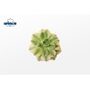 Aeonium Starburst Cutflower Wincx-8cm