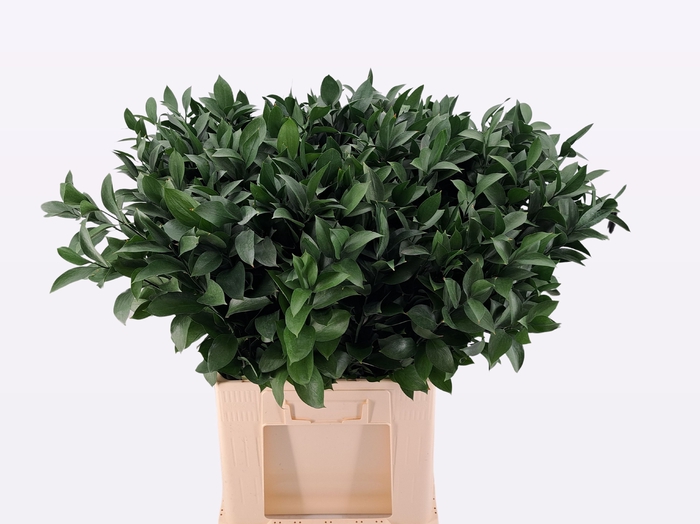 <h4>RUSCUS HYPOPHYLLUM</h4>