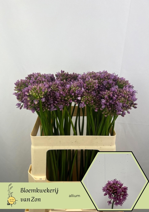 ALLIUM SENESCENS