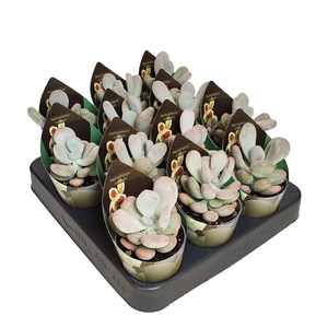 PACHYPHYTUM OVIFERUM