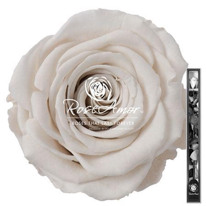 60cm Stem Whi04