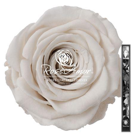 <h4>60cm Stem Whi04</h4>
