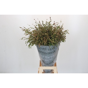 Chasmanthium Green