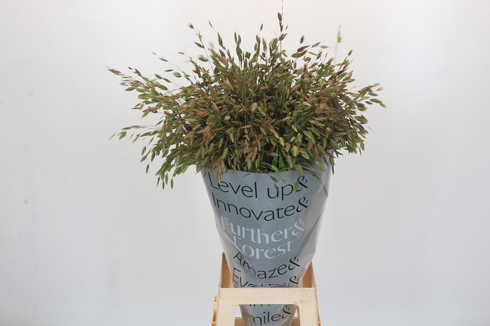 Chasmanthium Green
