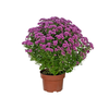 CRISANTEMO BOLA BELGA JASODA P20 PINK