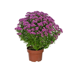CRISANTEMO BOLA BELGA JASODA P20 PINK