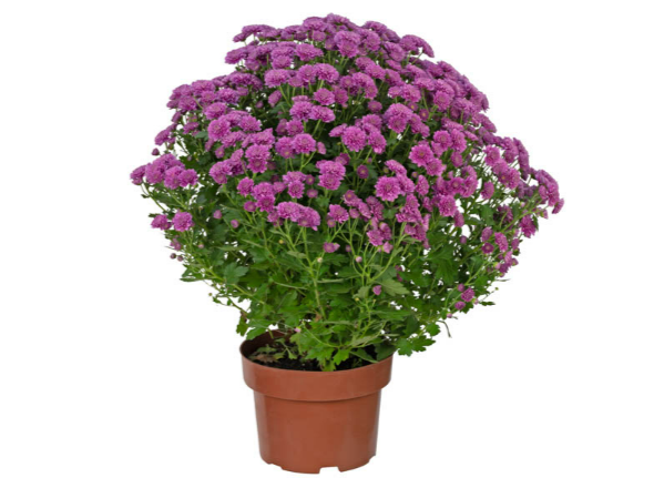 CRISANTEMO BOLA BELGA JASODA P20 PINK