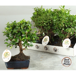 BONSAI GEM