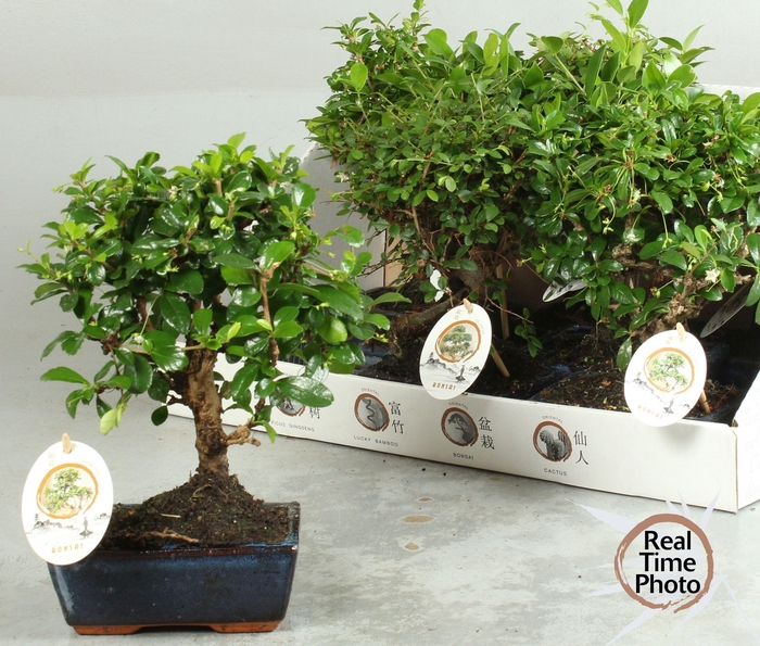 <h4>BONSAI GEM</h4>