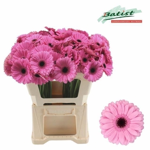 GERBERA MI 'TALENT'