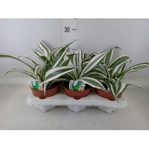 Dracaena frag. 'White Jewel'