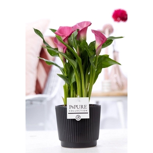 Zantedeschia pink in P&PURE Liv ceramics matt black
