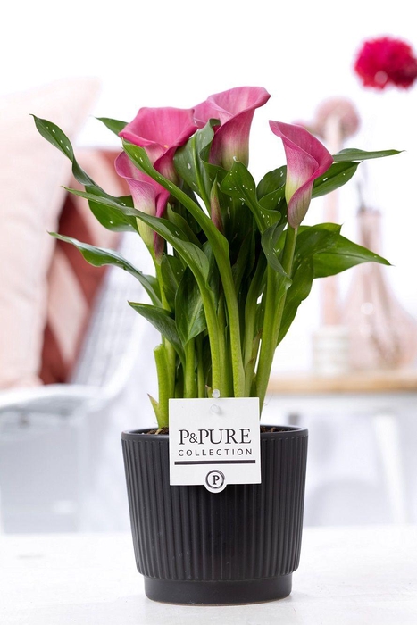 <h4>Zantedeschia pink in P&PURE Liv ceramics matt black</h4>