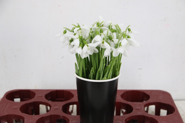 <h4>GALANTHUS NIVALIS BS</h4>