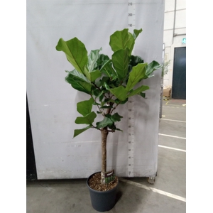 Ficus lyrata