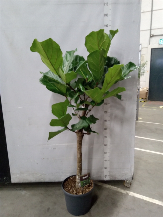 <h4>Ficus lyrata</h4>