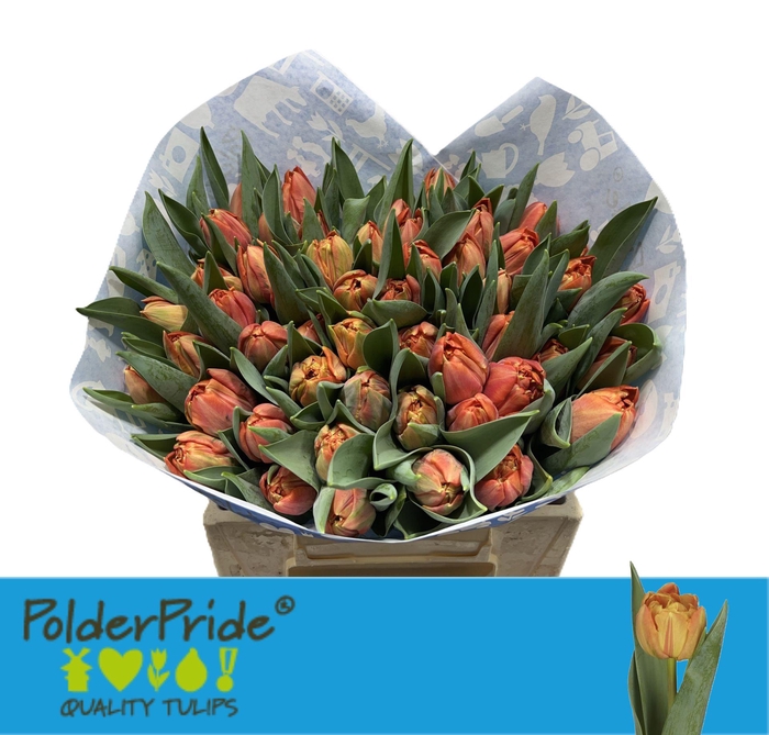 <h4>TU DU LORENZO</h4>