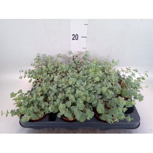 Sedum sieboldii