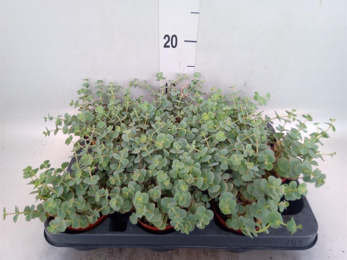 <h4>Sedum sieboldii</h4>