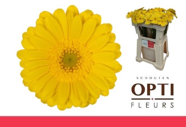 <h4>Gerbera mini Moreno</h4>