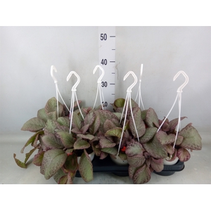 Episcia   ...