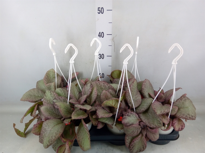 <h4>Episcia   ...</h4>