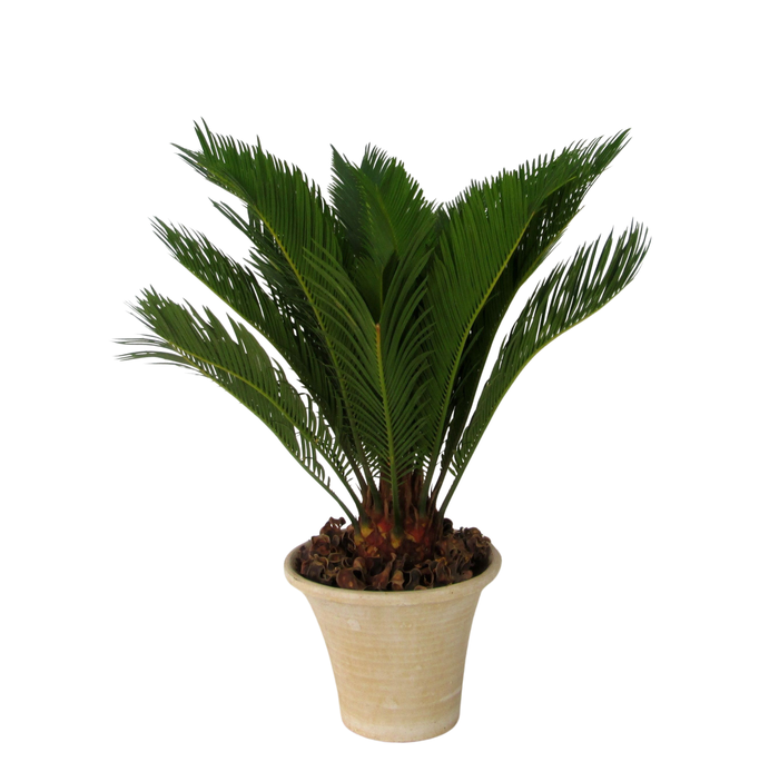 <h4>Cycas in hosta small creme</h4>