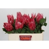 Protea Cynaroides Madiba