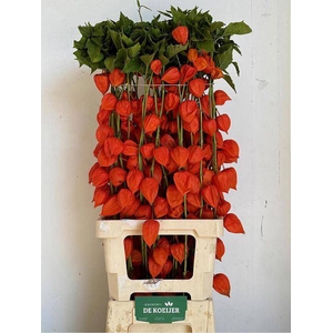PHYSALIS LAMPION TAK