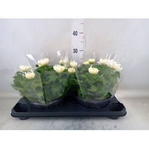 Chrysanthemum  'Cosmo White'