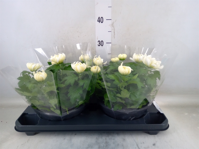 <h4>Chrysanthemum  'Cosmo White'</h4>