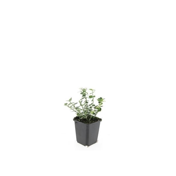 <h4>Euonymus fort. 'Emerald Gaiety'</h4>