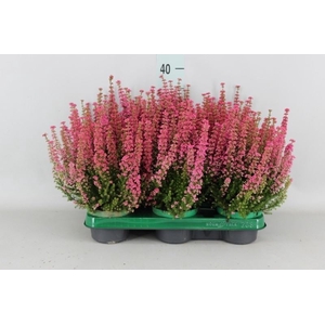 Erica gracilis 'Bea Queen Margaret'