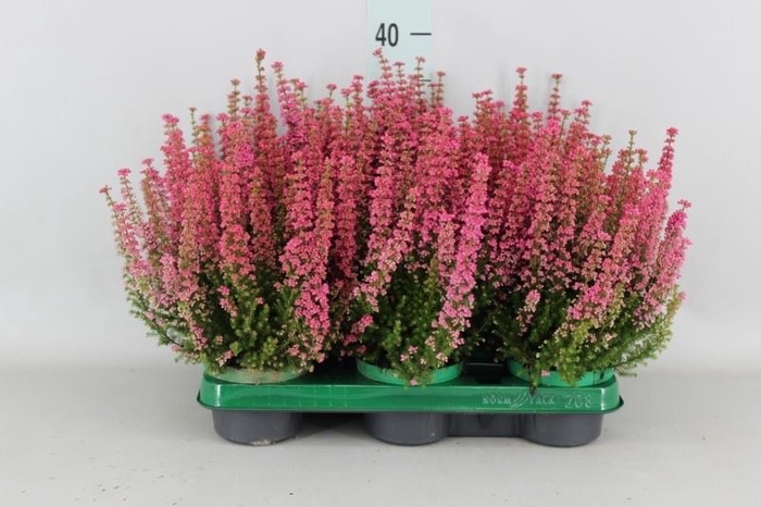 <h4>Erica gracilis 'Bea Queen Margaret'</h4>