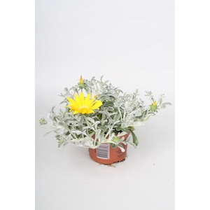 Gazania Beda p10,5