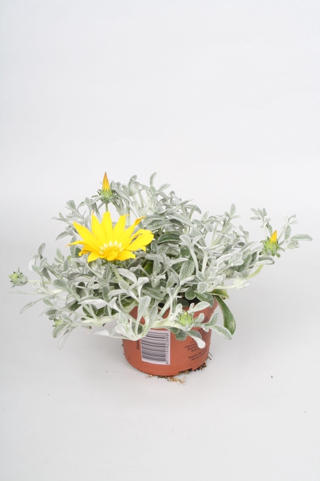 <h4>Gazania Beda p10,5</h4>