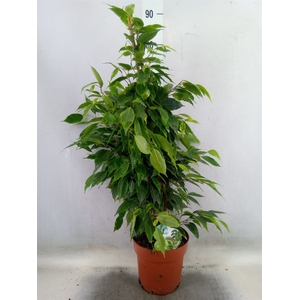 Ficus benja. 'Anastasia'