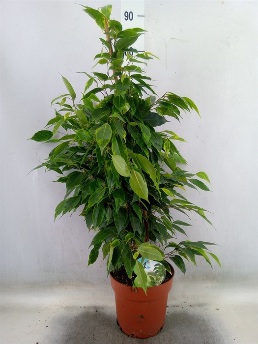 <h4>Ficus benja. 'Anastasia'</h4>