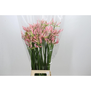 Nerine Casandra