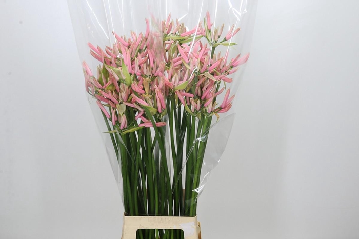 <h4>Nerine Casandra</h4>