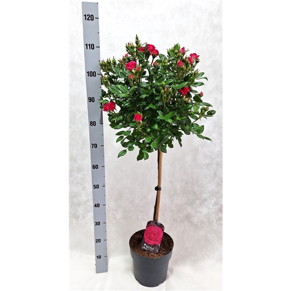 <h4>Roos op stam grootbloemig P23 Fuchsia</h4>
